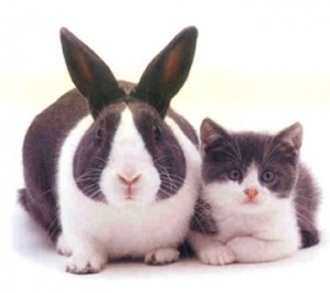 Identical Rabbit And Kitten