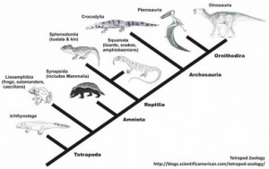 A "cladogram" is the term used for an evolutionary tree based on cladistics.  This is a simple cladogram showing the evolutionary relationships of land vertebrates.