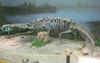 New Mexico Expedition: Part 2 Phytosaur
