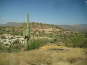 A Saguaro cactus, seen on the drive to the field site.
