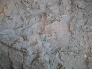 Dinosaur National Monument bone bed