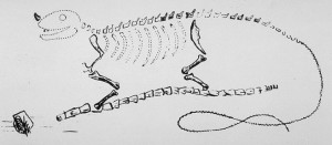Gideon Mantell's original sketch of Iguanodon