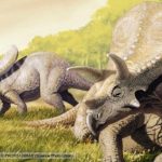 Torosaurus dinosaur, artwork