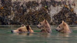 bears-review