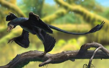 A Brief Overview of the Dinosaurs: Part 7, Paraves A Brief Overview of the Dinosaurs: Part 7, Paraves